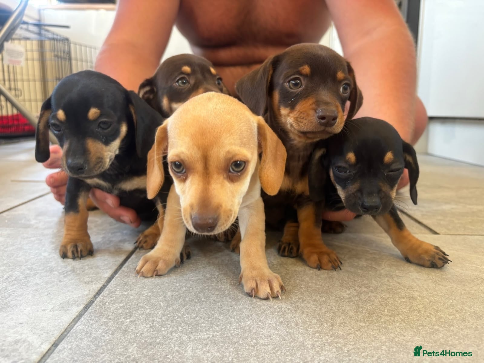 Dachshund dogs DACHSHUND PUPPIES READY/30TH AUGUST S - Advert 6