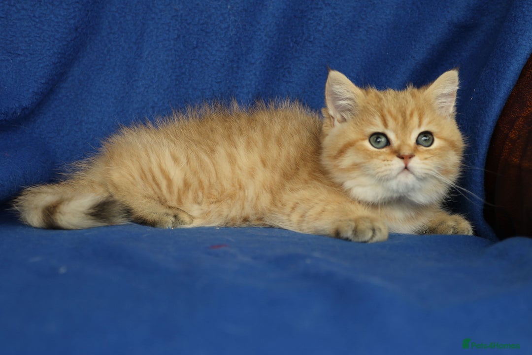 Exotic cats for sale: Beautiful golden male exotic kitten  - Image 7