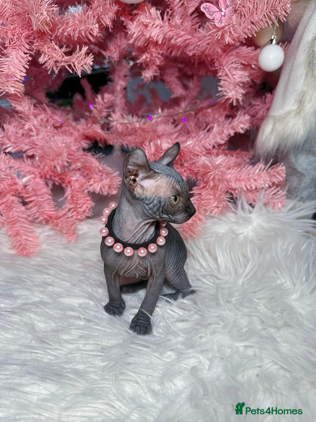 Sphynx cats for sale: 🌟 Stunning Sphynx & Elf Kittens  - Advert 30