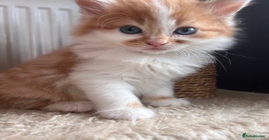 Mixed Breed cats - Advert 4