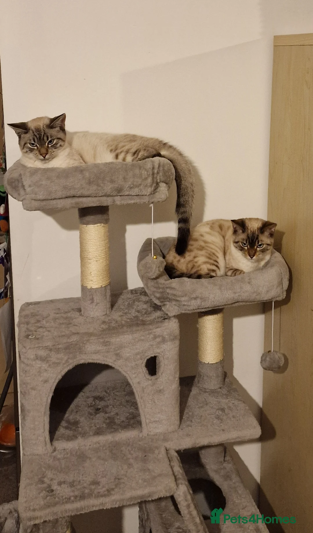 Bengal cats for sale: 2 Bengal Boys - Advert 3