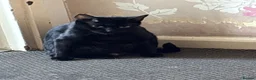 Mixed Breed cats for sale: British shorthair x Bengal Kittens  - Advert 6