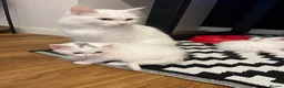 Mixed Breed cats for sale: Male cat for sale  - Advert 3