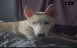 Siberian Husky dogs for sale: Siberian huskies  - Image 1