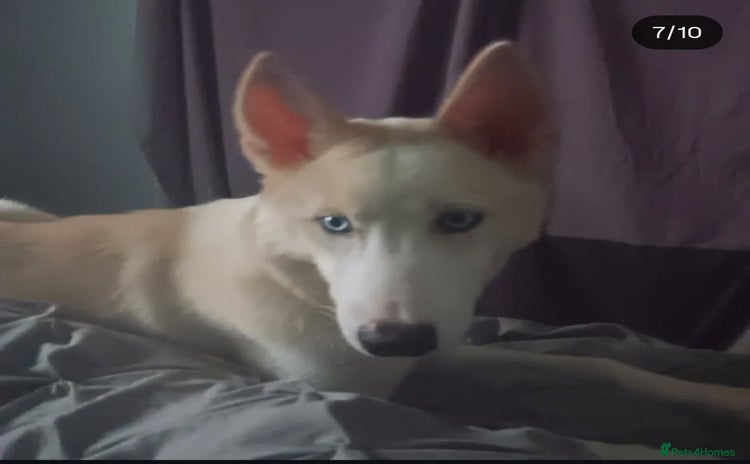 Siberian Husky dogs - Advert 1