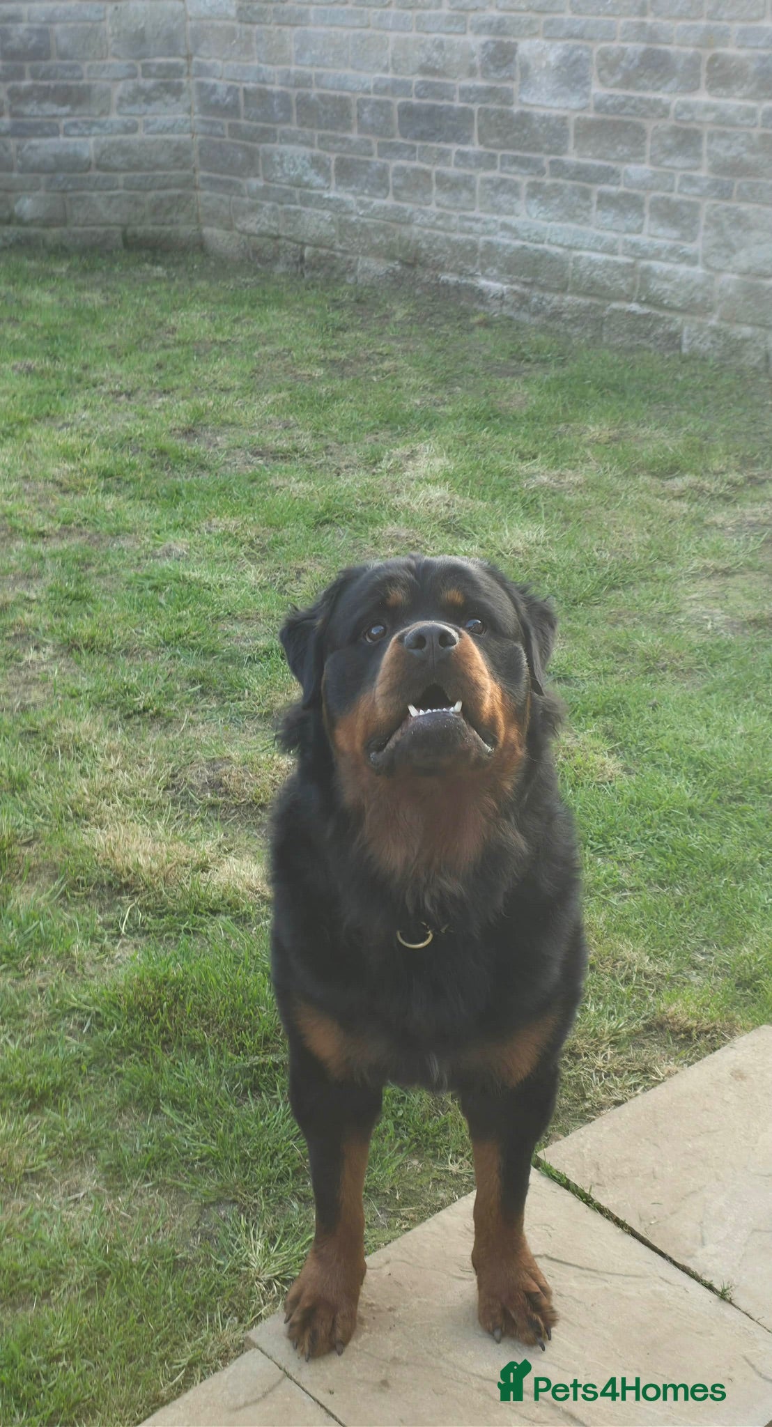 Rottweiler dogs Gorgeous long haired Rottweiler  - Advert 1