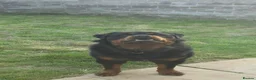 Rottweiler dogs for sale: Gorgeous long haired Rottweiler  in Swindon - Advert 1