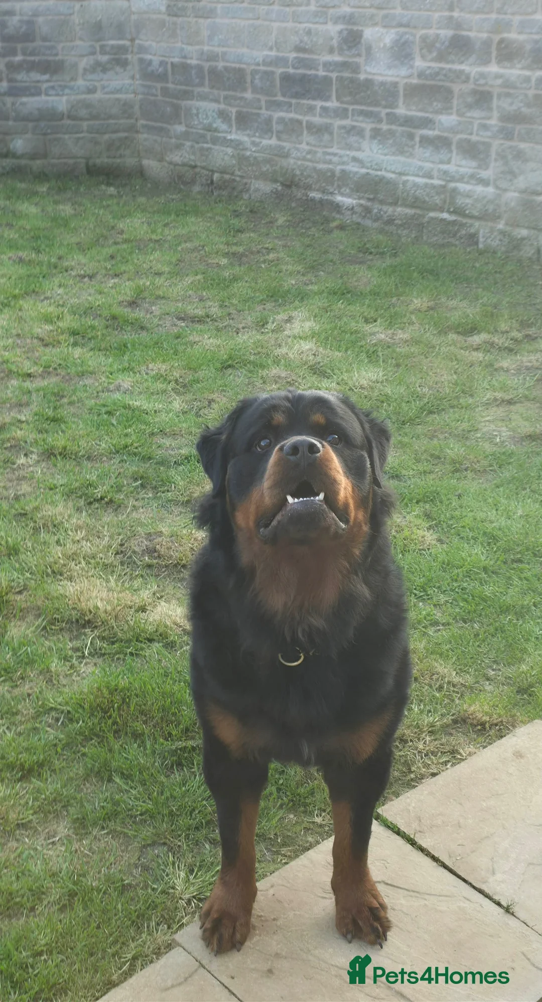 Rottweiler dogs for sale: Gorgeous long haired Rottweiler  in Swindon - Advert 1