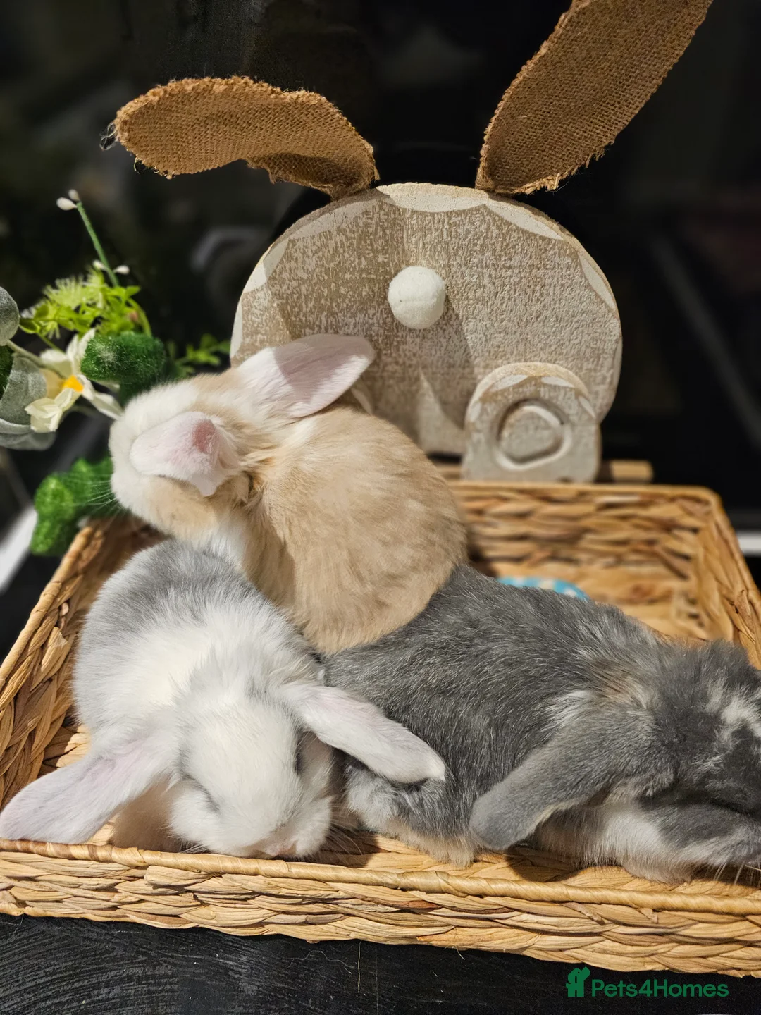 French Lop rabbits for sale: Giant French Lop Babies - Advert 8