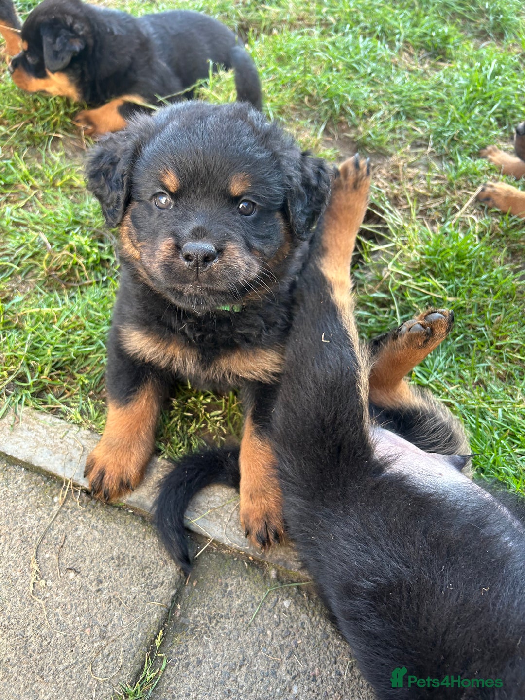 Rottweiler dogs for sale: *** Pedigree Rottweilers due 4th dec*** - Advert 4