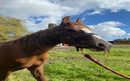 Welsh Section C horses for sale: colt for sale  - Image 6