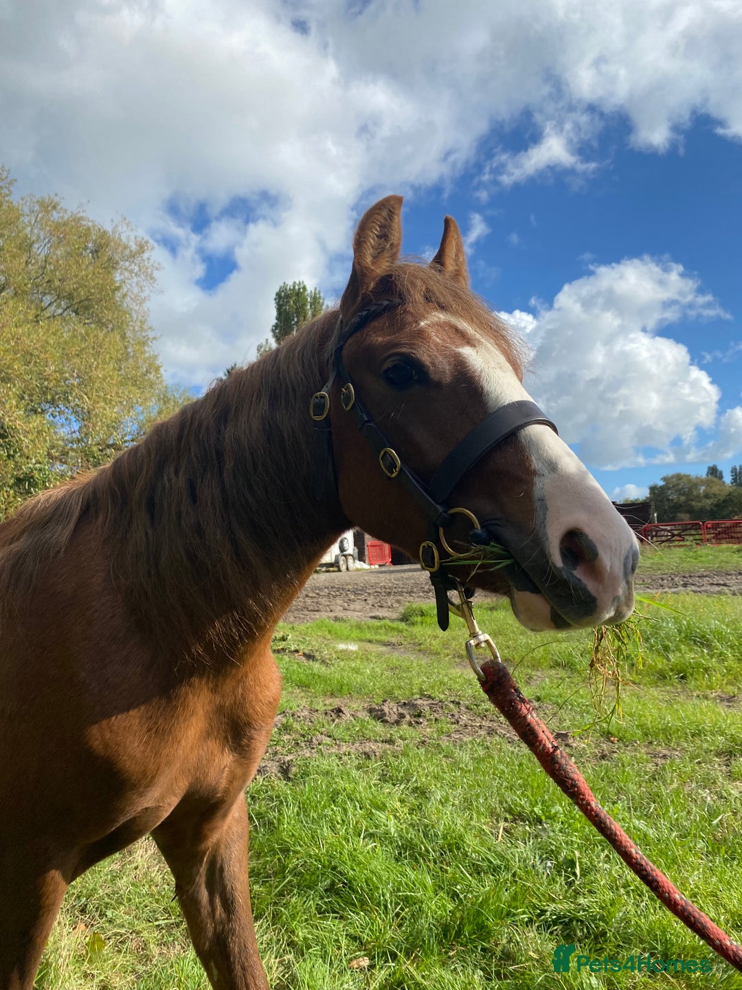 Welsh Section C horses for sale: colt for sale  - Image 6