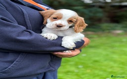 Cocker Spaniel dogs for sale: READY NOW KC Reg Working Cocker spaniel puppies - Image 12