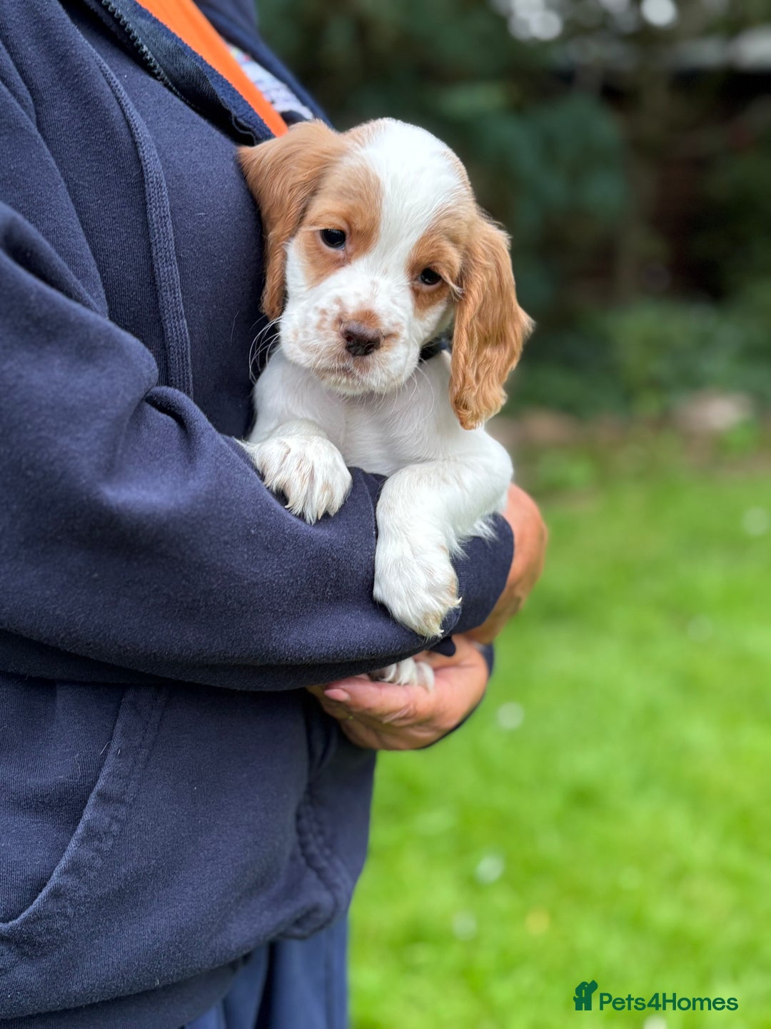 Cocker Spaniel dogs for sale: READY NOW KC Reg Working Cocker spaniel puppies - Image 12