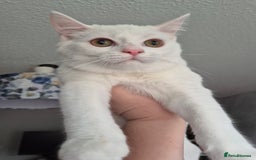 Domestic Shorthair cats for sale: Adorable, Playful Sisters Ready for a Loving Home - Image 3