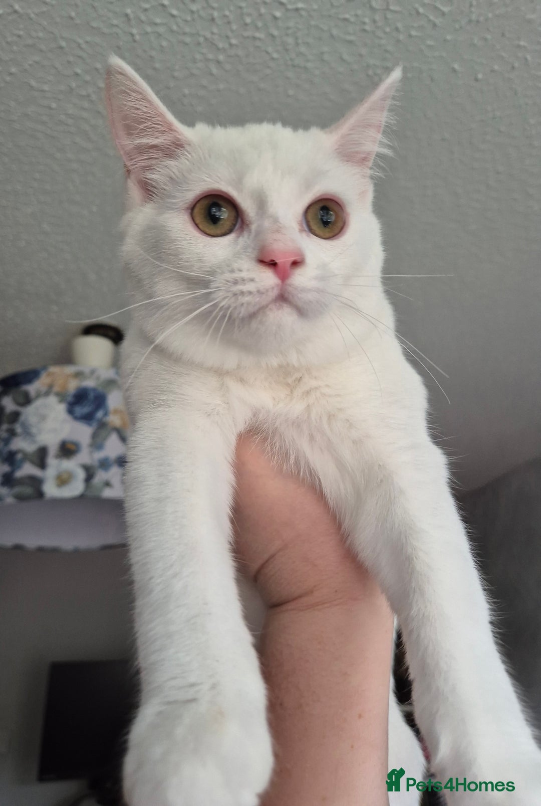 Domestic Shorthair cats for sale: Adorable, Playful Sisters Ready for a Loving Home - Image 3