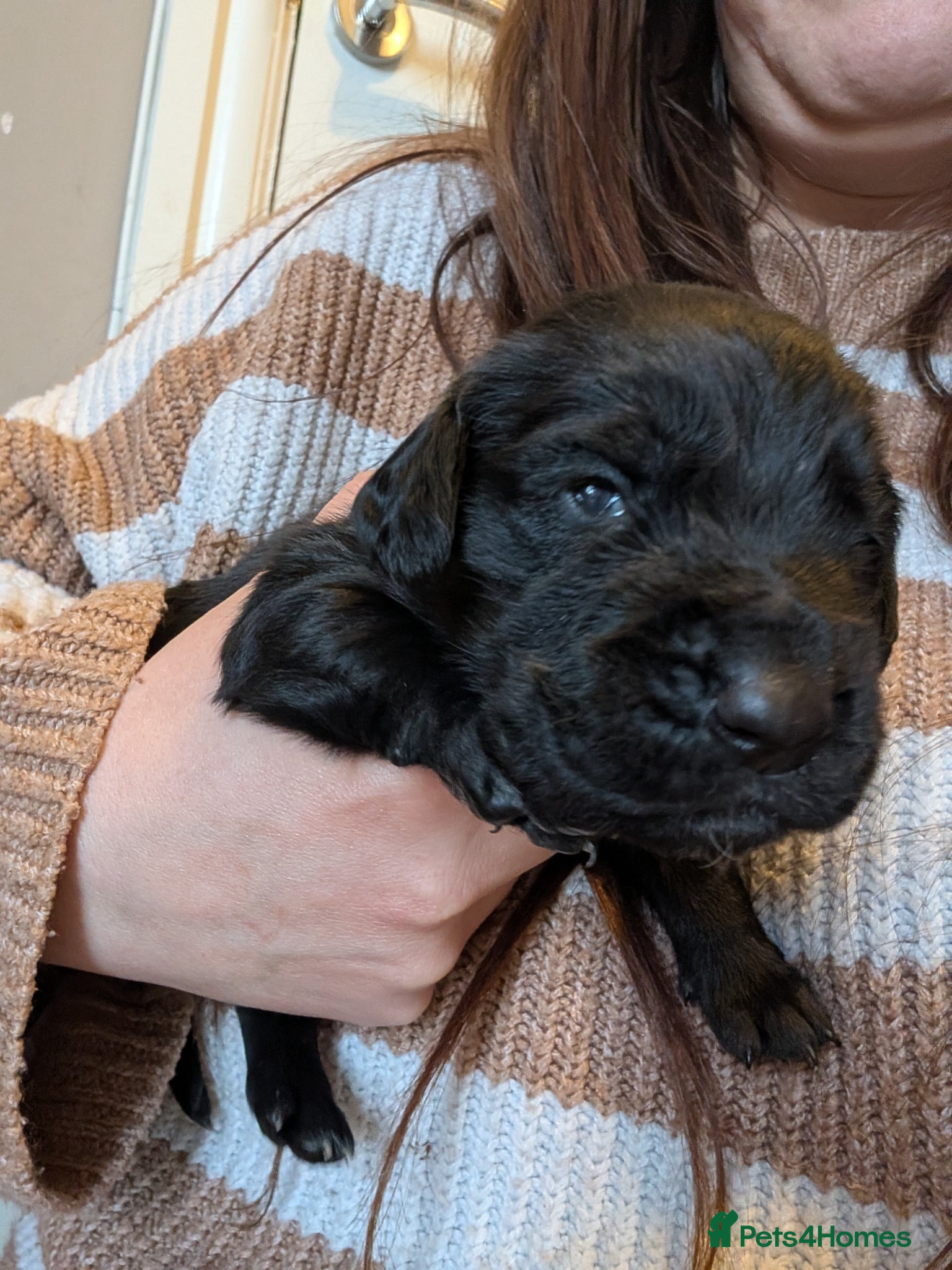 Cockerdor dogs Gorgeous F1 Cockerdor puppies for Sale - Advert 2
