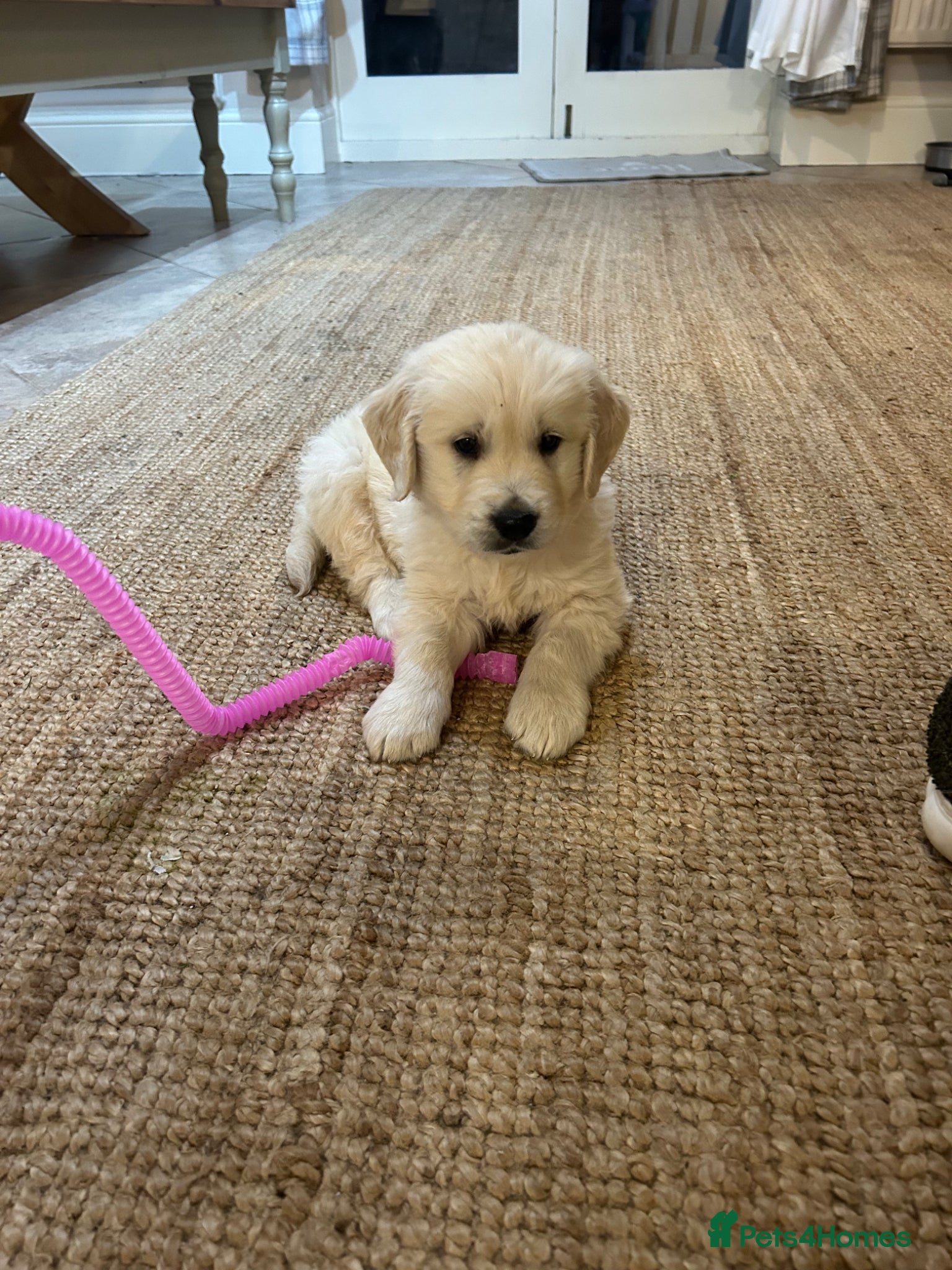 Golden Retriever dogs Beautiful Golden Retriever Puppies - Advert 1