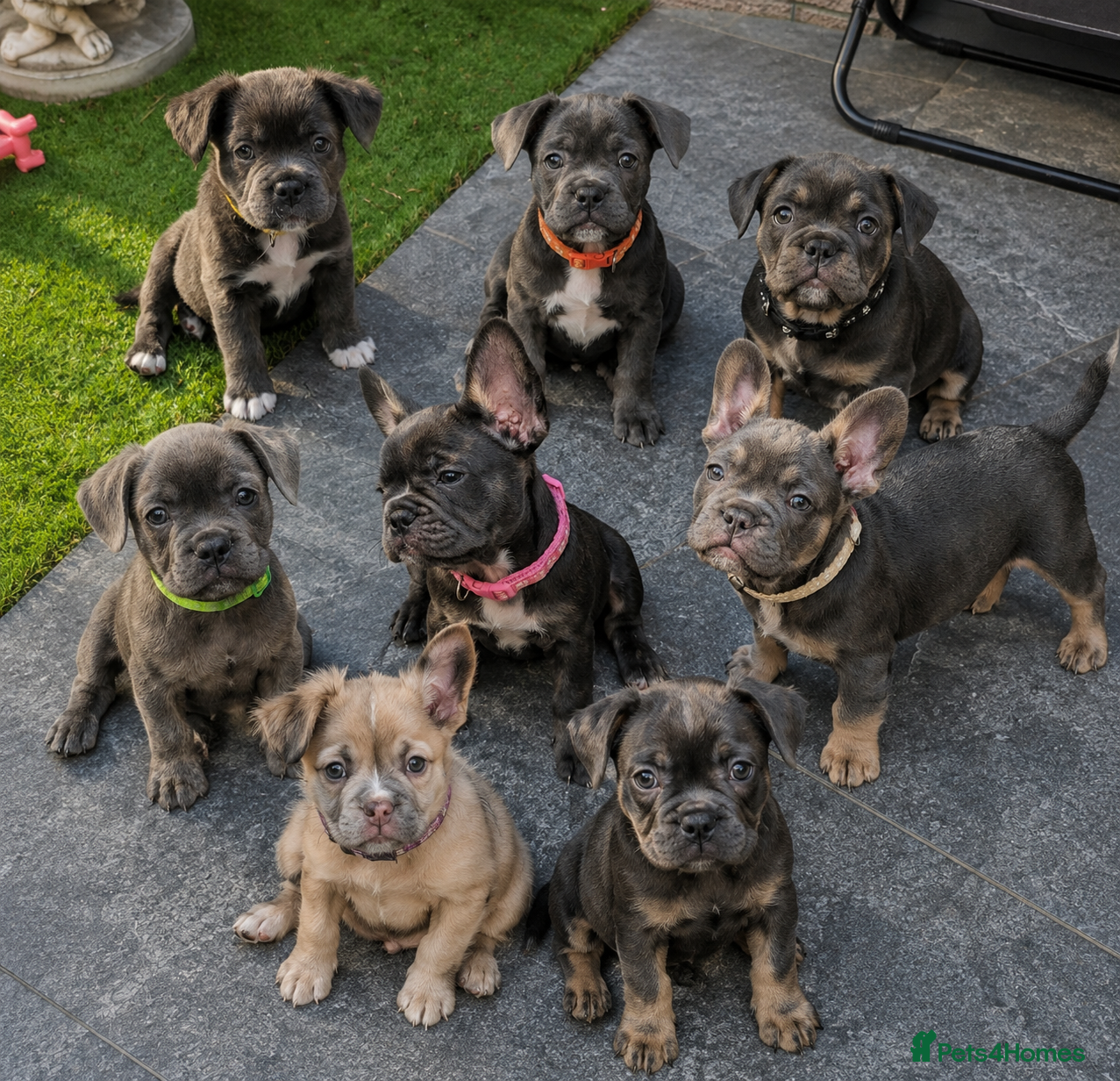 French Bulldog dogs READY TO GO!! Gorgeous French Bull Dog Puppies - Advert 1