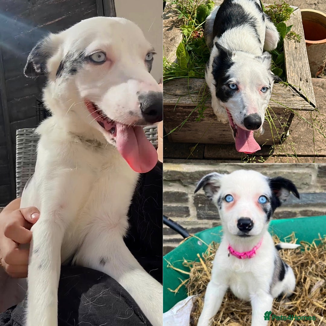 Mixed Breed dogs for sale: BLUE EYED RARE Genetic Merle Sprollies - Advert 1