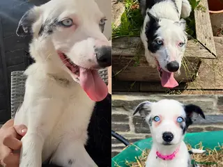 Mixed Breed dogs BLUE EYED RARE Genetic Merle Sprollies - Advert 9