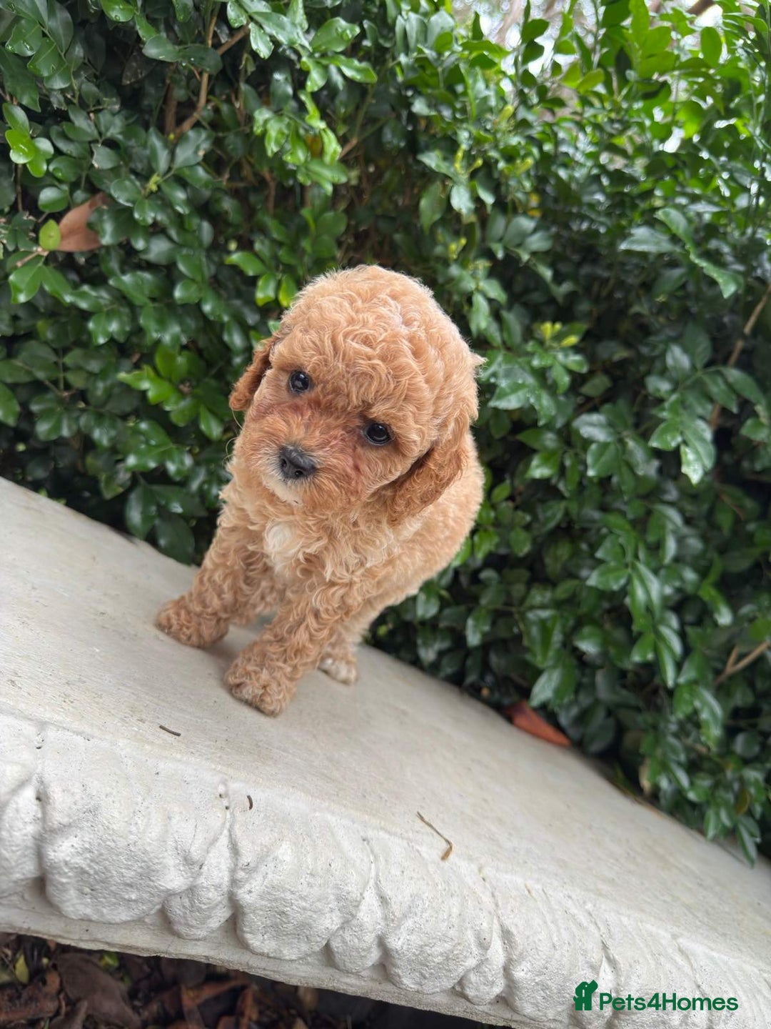 Toy Poodle dogs for sale: Toy poodles need a forever homes - Advert 8