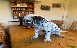 Dalmatian dogs for sale: Absolutely stunning liver puppy  - Image 4