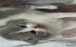 British Shorthair cats for sale: BSH BICOLOR KITTENS FROM 🏆CHAMPIONS LINE🏆 - Image 3