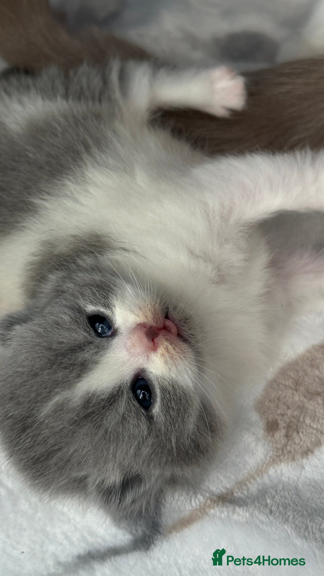 British Shorthair cats for sale: BSH BICOLOR KITTENS FROM 🏆CHAMPIONS LINE🏆 - Image 3