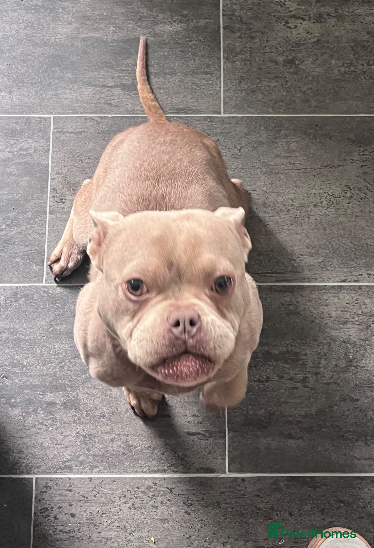 American Bully dogs American Bully Pocket - Advert 1