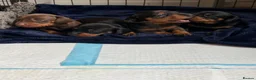 Miniature Dachshund dogs for sale: ⭐️1 KC Miniature Dachshund available (Male) - Advert 5