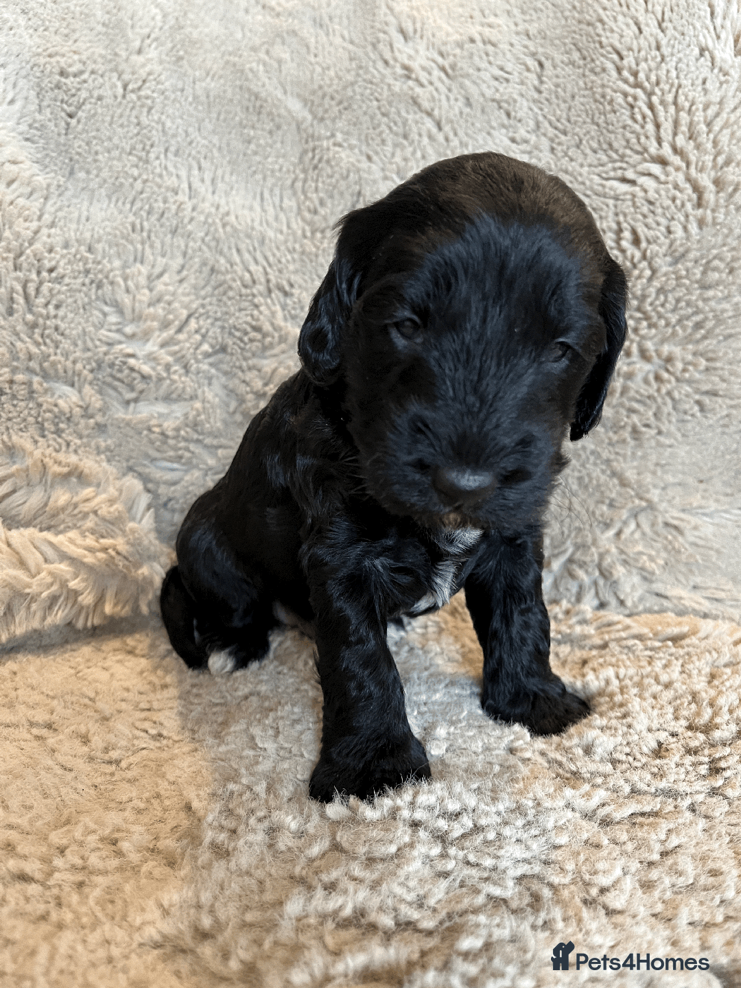 Cockapoo dogs for sale: cockapoo F1 - Image 24