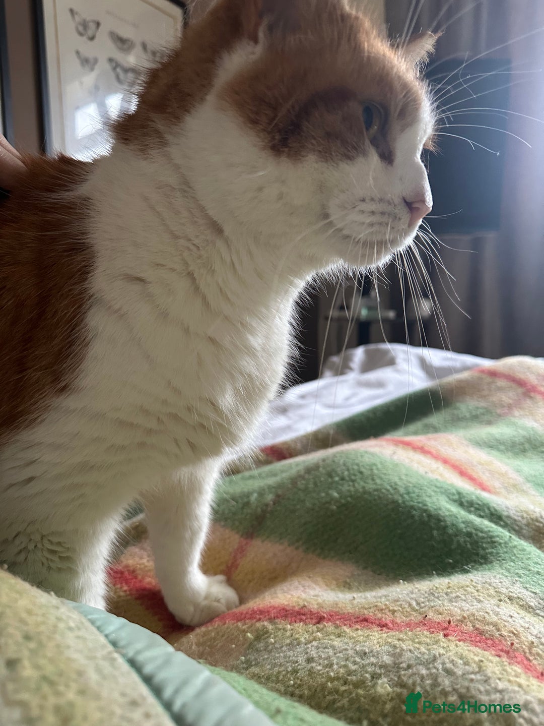 Domestic Shorthair cats for sale: Momie the Foodie - Advert 11