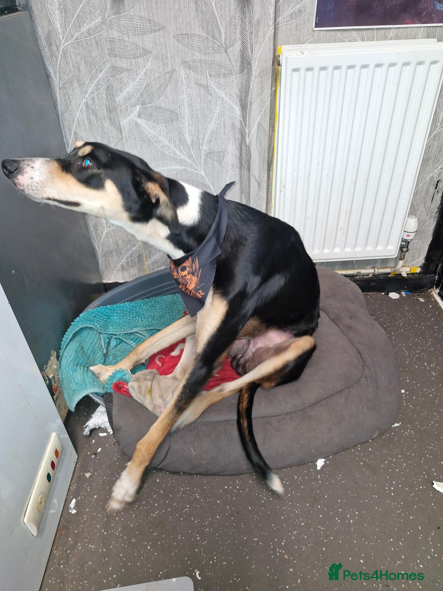 Mixed Breed dogs Mixed Breed For Rehoming, Can you help Xaden? - Advert 1