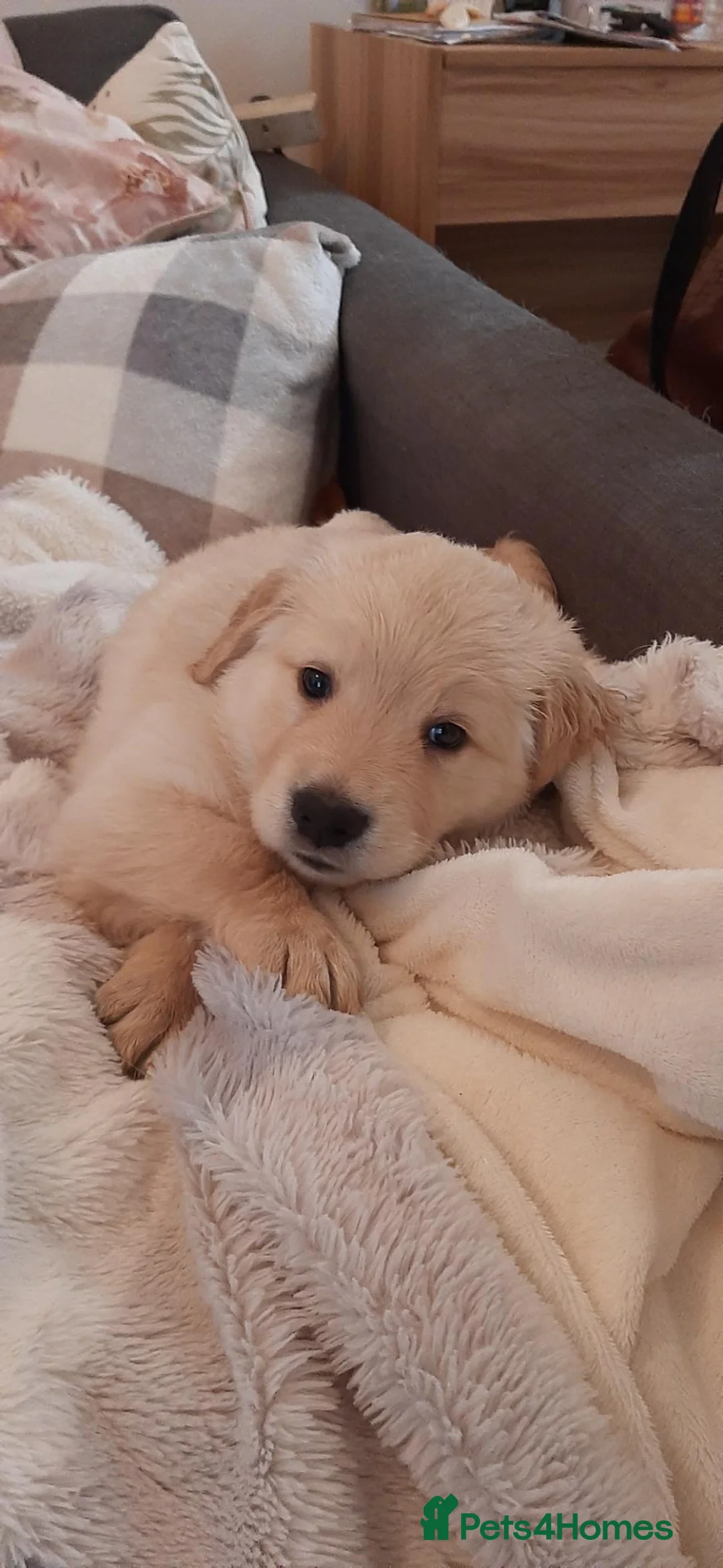 Mixed Breed dogs for sale: Beautiful pyreeneans n golden retriever puppies in Blackpool - Advert 7