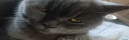 British Shorthair cats for sale: Sweet cat for sale  - Advert 3