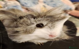 Guinea Pig rodents for sale: Cute Guinea Pair - Advert 1