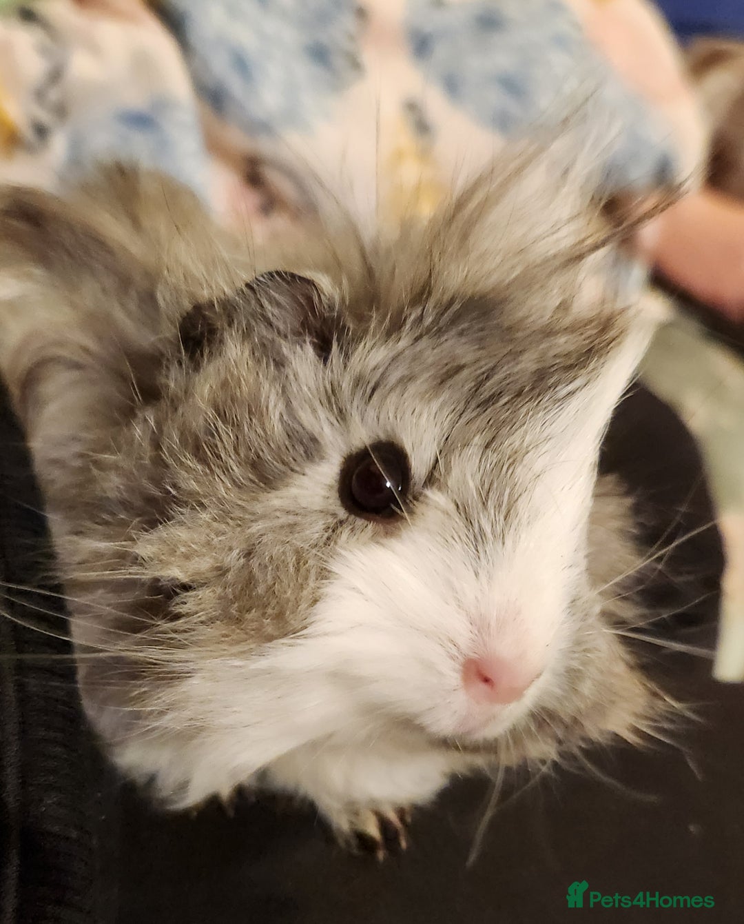 Guinea Pig rodents for sale: Cute Guinea Pair - Advert 1