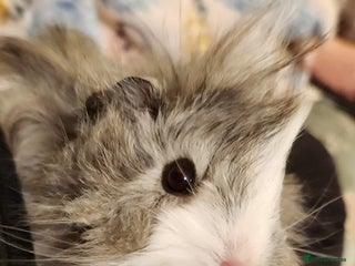 Guinea Pig rodents Cute Guinea Pair - Advert 2