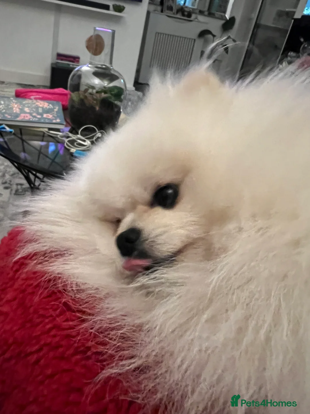 Pomeranian dogs for stud: Pomeranian Boy for Stud - Advert 8