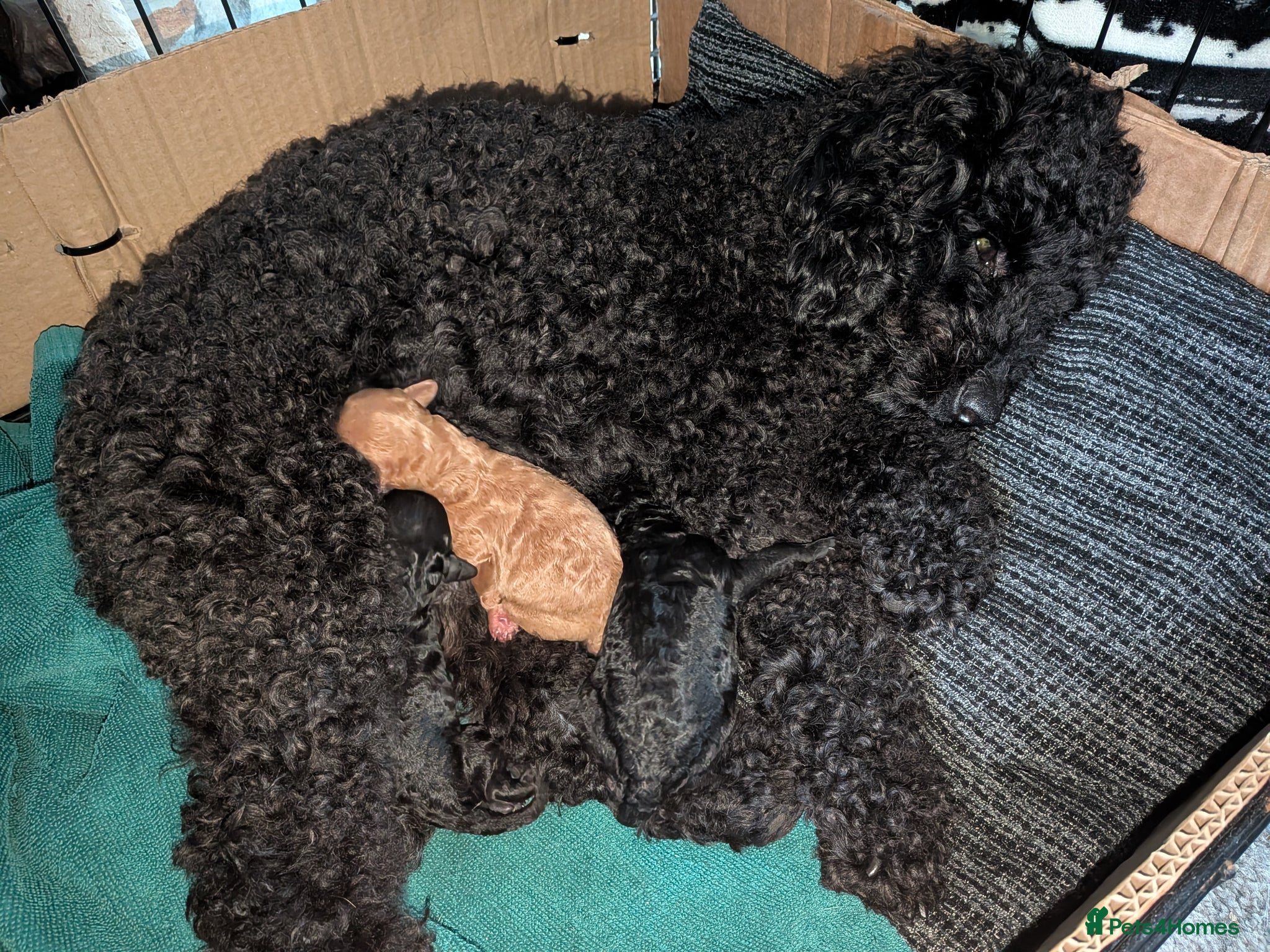 Cockapoo dogs for sale: Toy Cockapoo Puppies for Sale - Advert 15