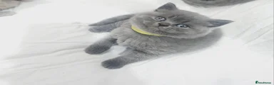 British Shorthair 2