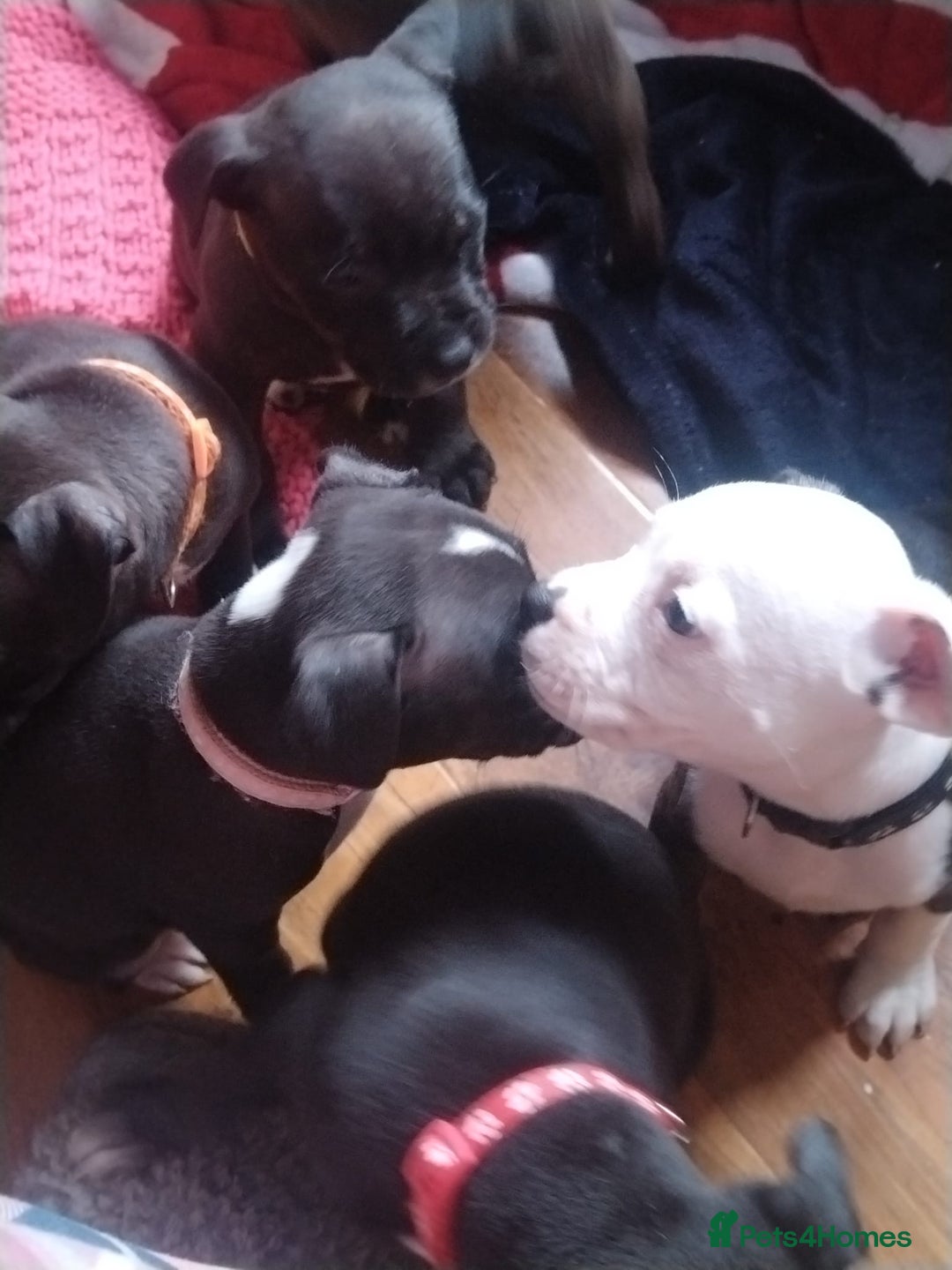 Staffordshire Bull Terrier dogs for sale: Staffordshire bull terrier Puppies  - Image 19
