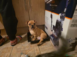 Mixed Breed dogs Female Honey Staff cross pug - Advert 8