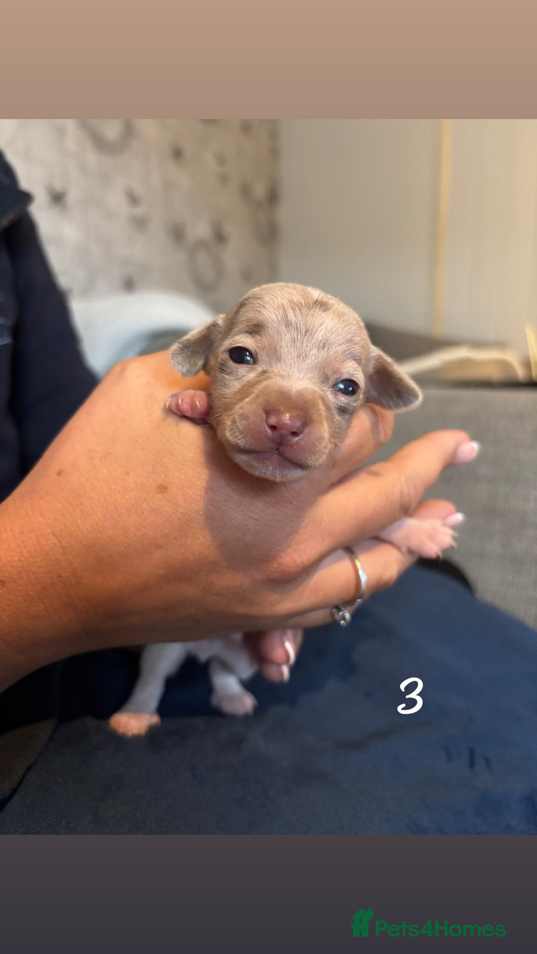 Chiweenie dogs for sale: Chiweenies - Image 5