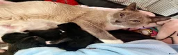 Mixed Breed cats for sale: Beautiful mix - Advert 2