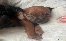 Mixed Breed dogs for sale: Gorgeous Plummer Terrier X Toy Poodle - Image 5