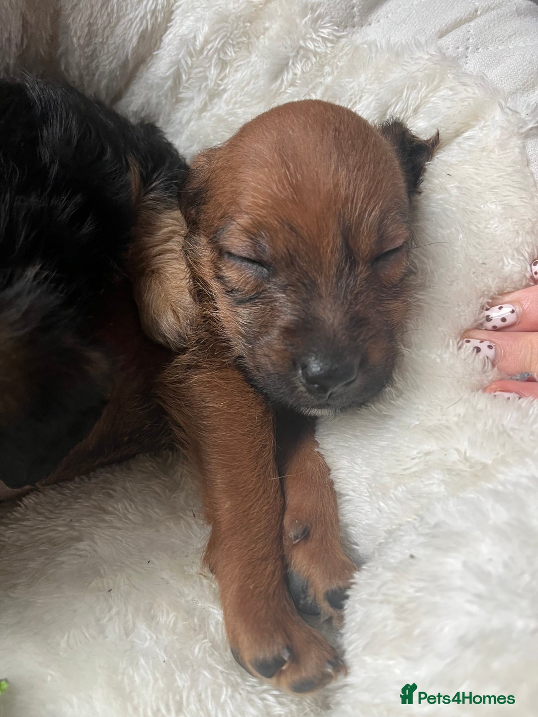 Mixed Breed dogs for sale: Gorgeous Plummer Terrier X Toy Poodle - Image 5