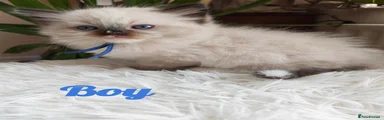 Ragdoll 7