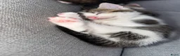 Ragdoll cats for sale: Male kitten ragdoll  in Calne - Advert 1